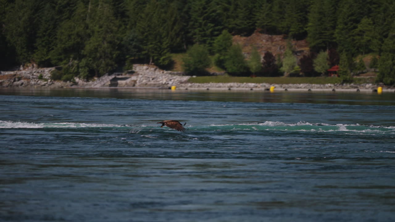 캐나다 브리티시 컬럼비아 에서 물고기를 찾는 바다 위 를 날아다니는 독수리