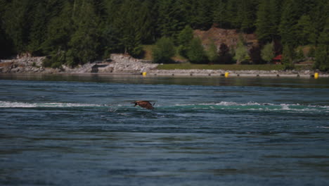 Ein-Adler-Fliegt-In-British-Columbia,-Kanada,-über-Den-Ozean-Und-Sucht-Nach-Fischen