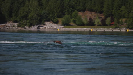 un águila volando en la columbia británica canadá sobre el océano en busca de peces