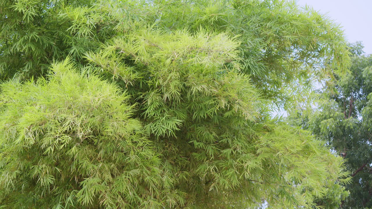 Experience calm beauty of swaying bamboo in a serene garden setting perfect for nature lovers