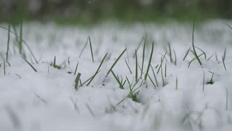 grass through snow