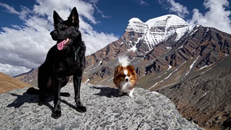 dogs on a mountaintop