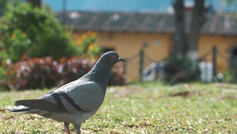 una paloma en el parque mirando alrededor y luego volando en antigua guatemala - cámara lenta de 120fps