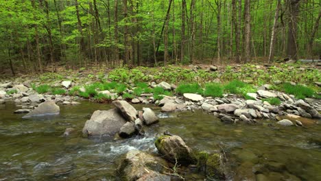 low angle drone footage of a beautiful stream in a lush, green, magical forest