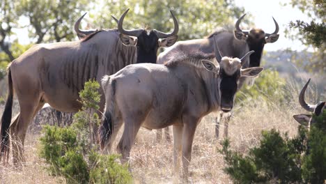manada de ñus de pie en la pradera en sudáfrica durante el día
