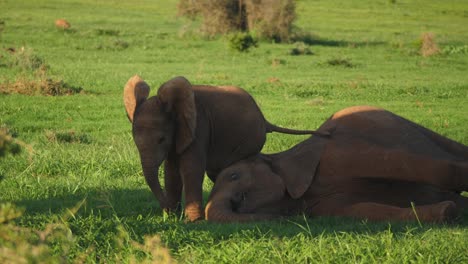 Die-Zeitlupenkamera-Dreht-Sich-Um-Ein-Freches-Afrikanisches-Elefantenkalb-Und-ärgert-Ein-älteres-Kalb,-Das-Versucht,-Sich-Im-Schatten-Auszuruhen