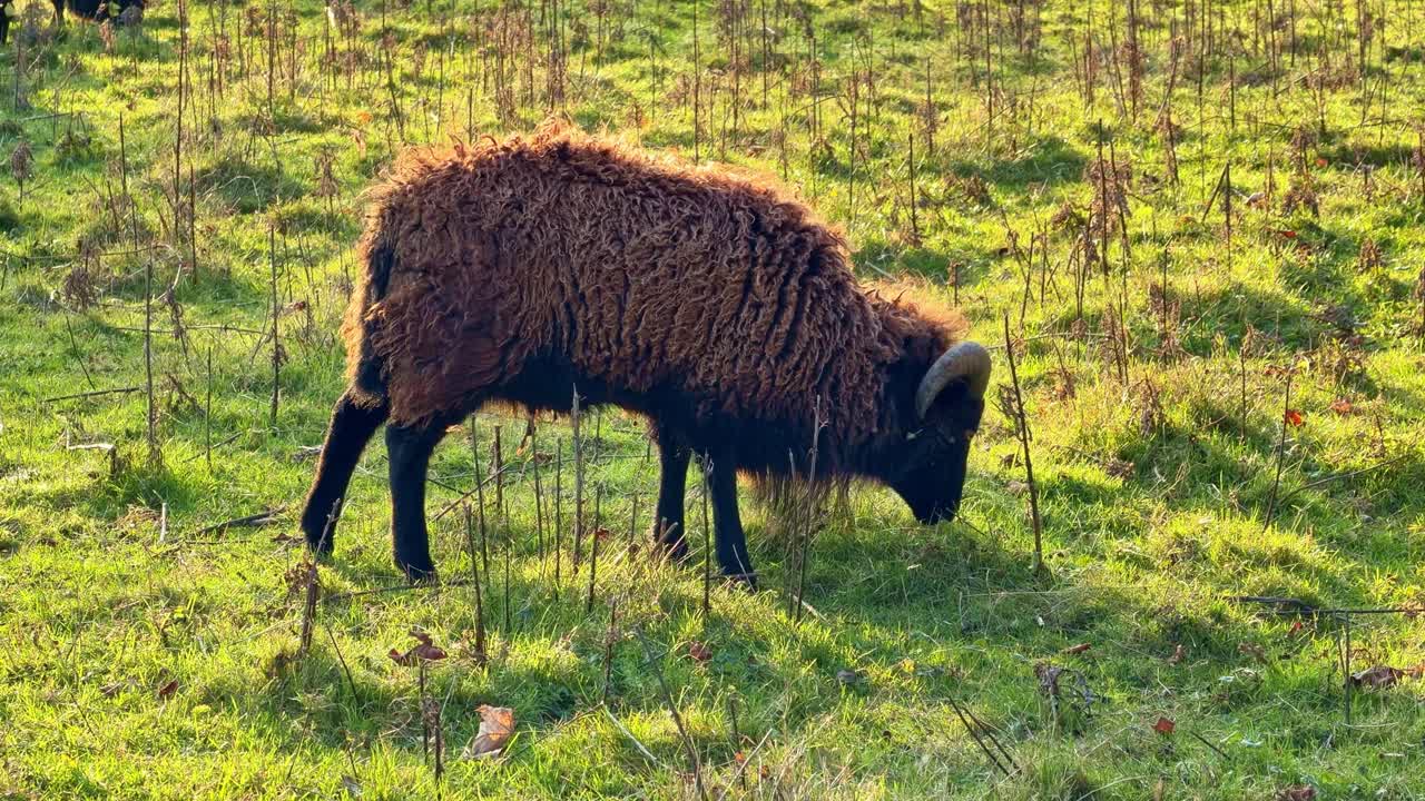 Montone Ouessant (Ovis aries) che pascola in tempo reale su un prato soleggiato con erba verde e steli invernali secchi, che mostra una razza di pecora primitiva e resistente con le corna in una tranquilla campagna rurale