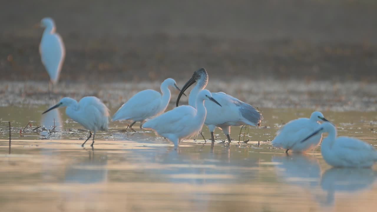 bandada de pájaros pescando en el lado del lago al amanecer