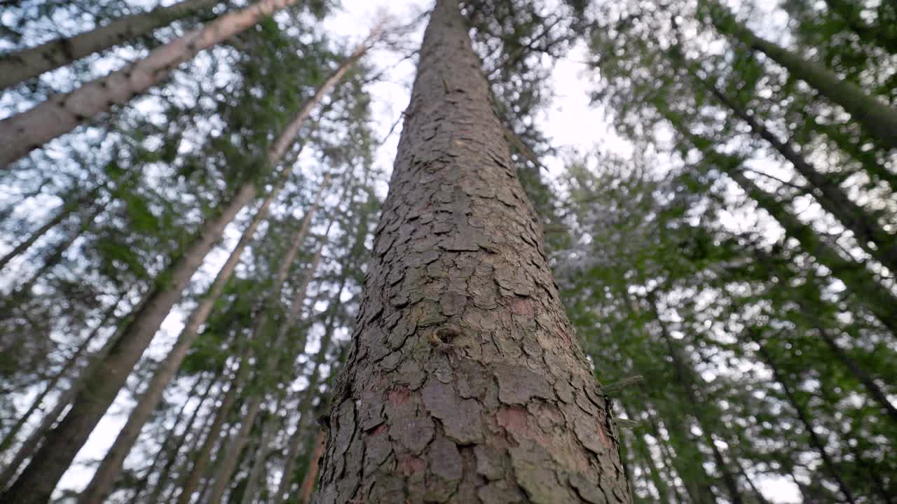 Looking up at Towering Giant Tree Trunk in airy light forest green leaves with blurred background
