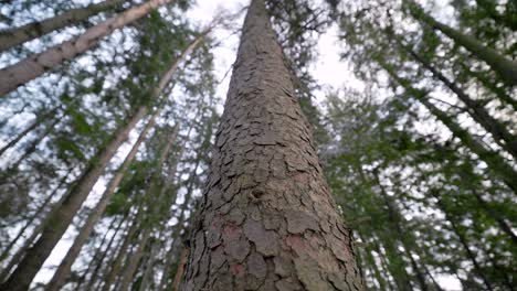 looking up at towering giant tree trunk in airy light forest green leaves with blurred background