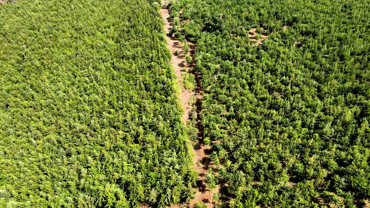 visión del avión no tripulado- áfrica bosque- áfrica incendio de matorrales