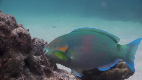 pez loro pastando algas en rocas bajo el agua en koh tao, tailandia