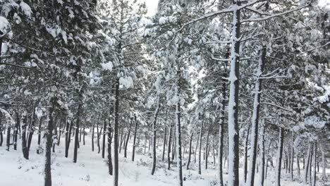 凍結的樹木 冬天的雪