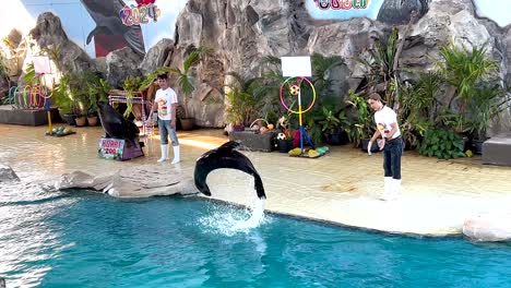 sea lion performs tricks with trainers