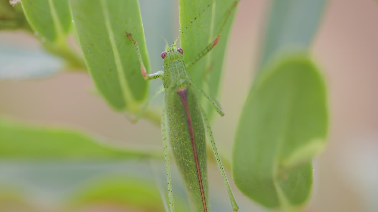 Tettigonia verde brillante sobre una hoja; detalle de su reposo con las texturas de sus antenas y patas.