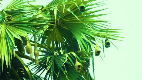 Nidos-De-Pájaros-Tejedores-De-Baya-En-Una-Palmera-Asiática