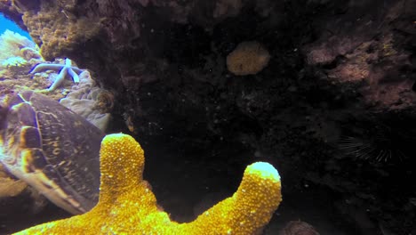 Close-up-of-hawksbill-marine-turtle-coming-out-from-a-hiding-place-among-the-corals-of-a-reef