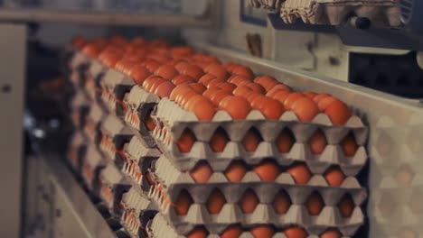 eggs cartons moving on the production line