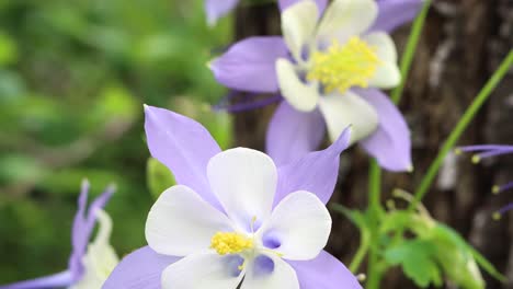 Colorado-state-flowers,-the-delicate-Rocky-Mountain-columbine-lightly-disturbed-by-a-gentle-breeze