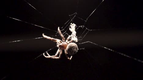 a white colored spider is creating intricate or beautiful patterns in its webs in order to catch insects to eat