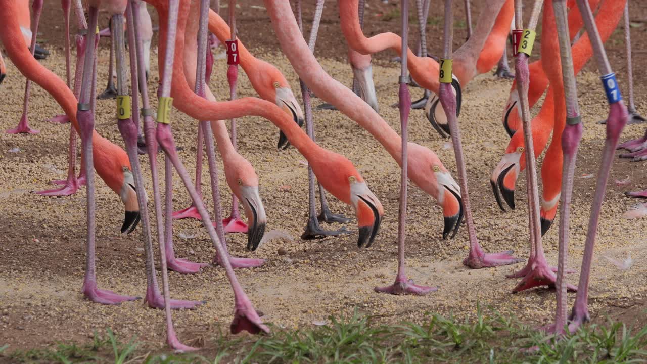 Close-up: Heads and feet of pink flamingos feeding