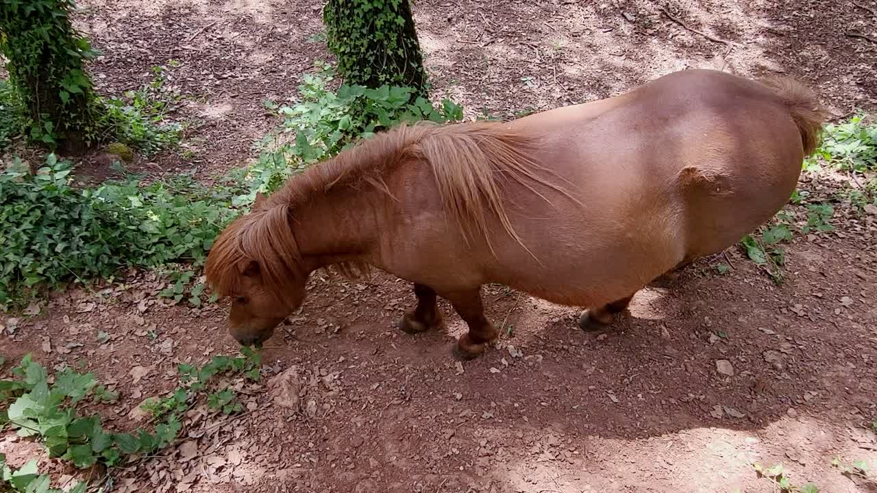 Chestnut pony in the forest. Pony grazing in the forest.. Pony between forest trees. Aerial view