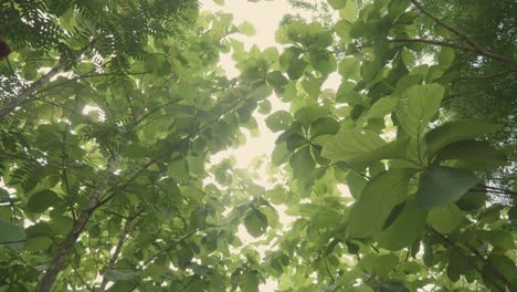 teak forests in the environment the leaf on tree low angle view and agricultural in plantation with green leaf at the countryside