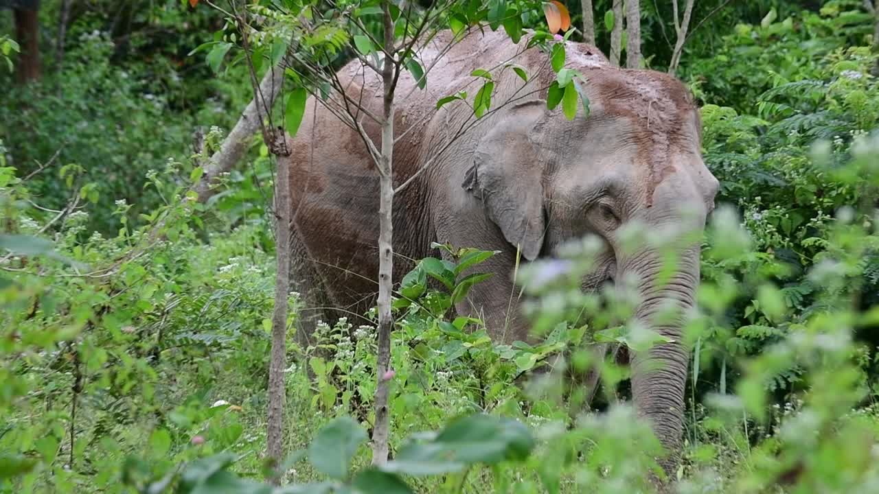 los elefantes asiáticos son especies en peligro de extinción y también son residentes de tailandia