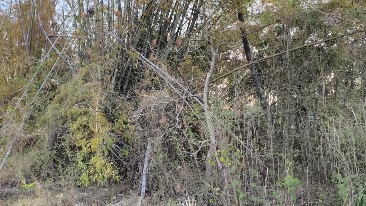 Bambuzal Denso e Vegetação Selvagem em Ambiente de Floresta Natural