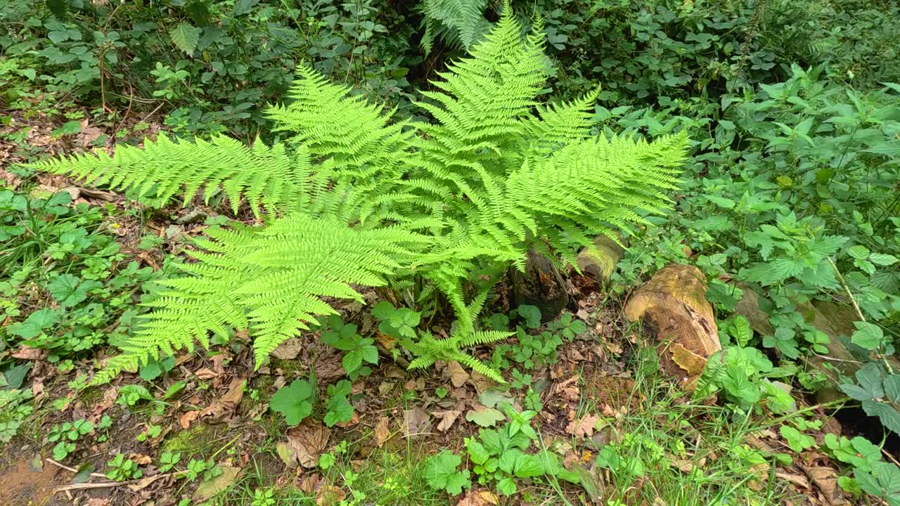 Felce verde rigogliosa in un ambiente forestale naturale