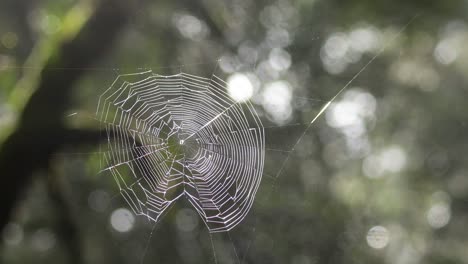 spider web glistening in forest sunlight