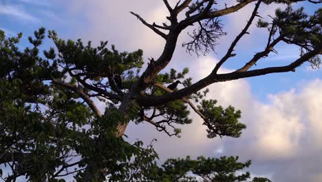 Black-crow-sitting-on-silhouetted-tree-at-sunrise-against-blue-and-cloudy-sky