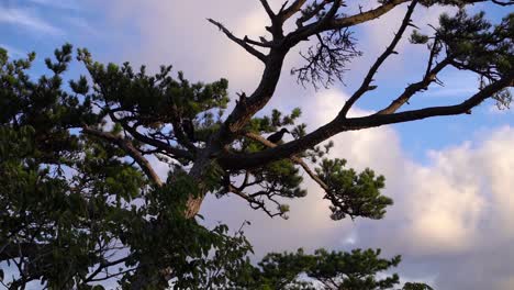 black crow sitting on silhouetted tree at sunrise against blue and cloudy sky