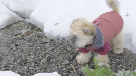 lovable little puppy sees snow for the first time and is confused how to play