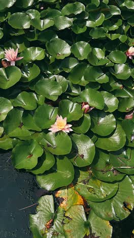 pink water lilies in a pond