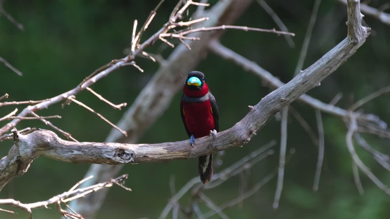 mirando directamente hacia la cámara mientras mueve la cabeza para mirar alrededor, pico ancho negro y rojo, cymbirhynchus macrorhynchos, parque nacional kaeng krachan, tailandia