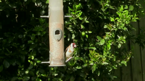 lovely goldfinch eating seeds alone - medium shot