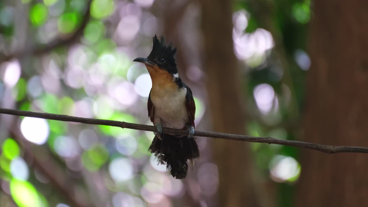 Beautifully perched on a vine as it looks around then flies away to the right, Chestnut-winged Cuckoo or Red-winged Crested Cuckoo Clamator coromandus, Thailand