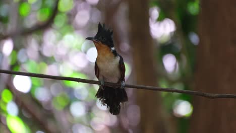 bellamente encaramado en una vid mientras mira a su alrededor y luego vuela hacia la derecha, cuco de alas castañas o cuco de cresta de alas rojas clamator coromandus, tailandia