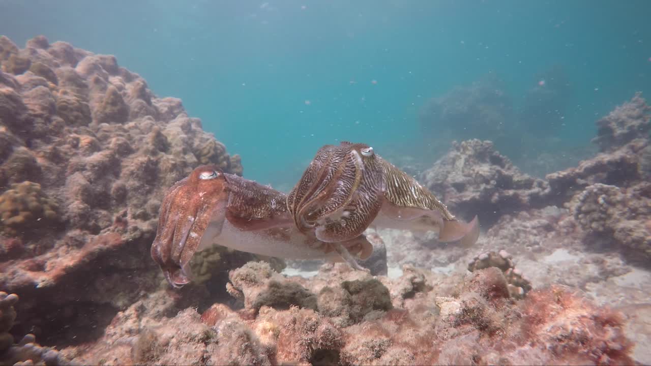 sepias en arrecifes de coral poco profundos