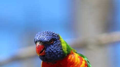 rainbow lorikeet closeup portrait