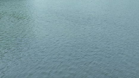 calm water surface moving with wind ripples. blue waves create peaceful and soothing effect.