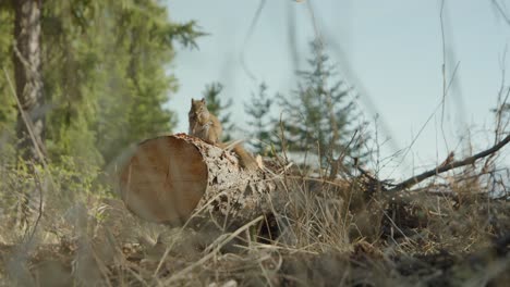 Close-up-of-red-squirrel-on-fallen-tree-trunk,-eating