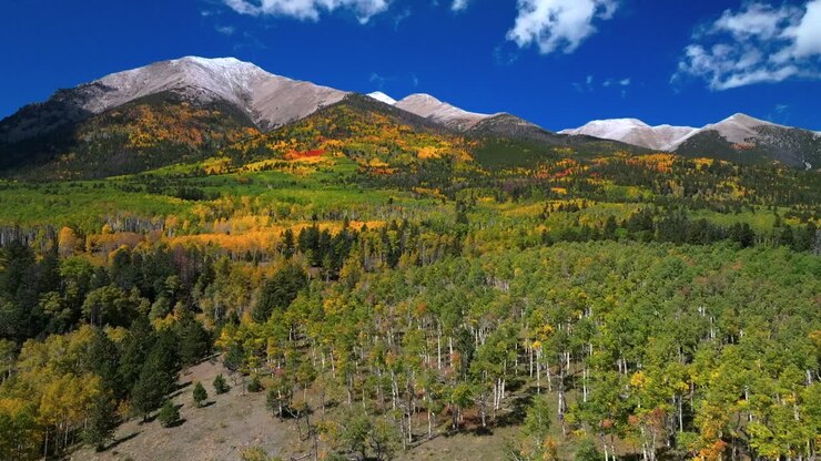 Monte Shavano, Picco Tabeguache, vista aerea con drone, sentiero del Colorado in autunno, alberi di pioppo tremulo, prima spolverata di neve, Catena Swatch, Salida, Buena Vista, cielo blu vibrante al mattino, Foresta Nazionale di San Isabel, ripresa verso l'alto