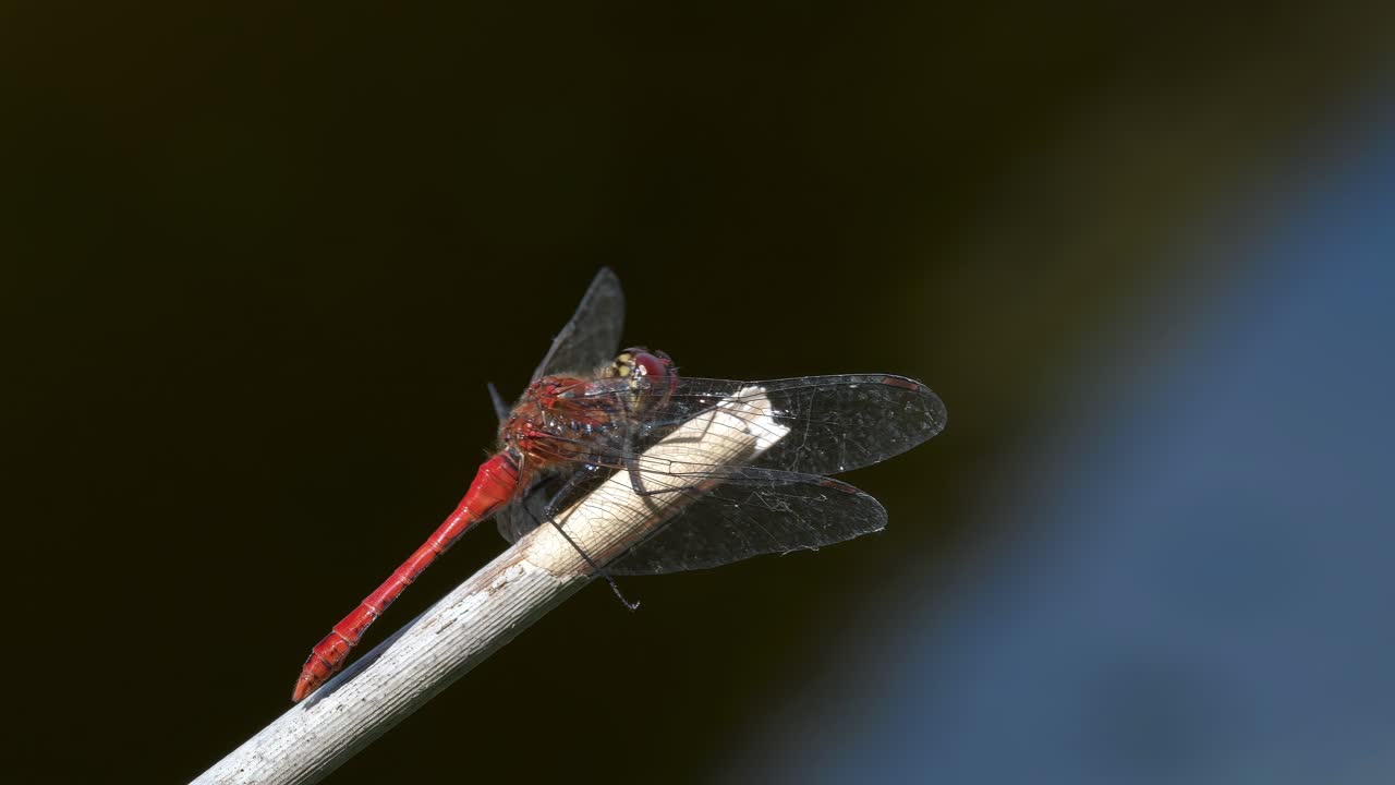 Red Dragonfly Taking Off from a Branch. Close Up View.