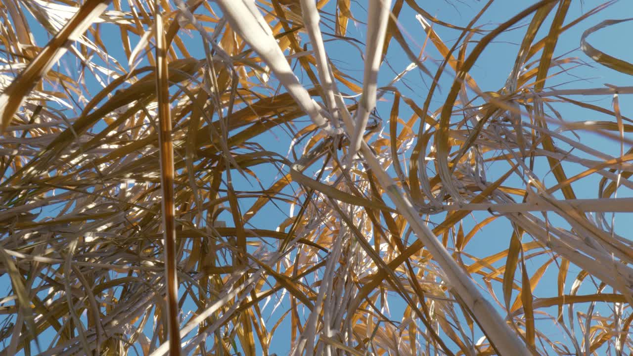 Canne secche su un cielo limpido al lago di Bilingford, serena scena all'aperto