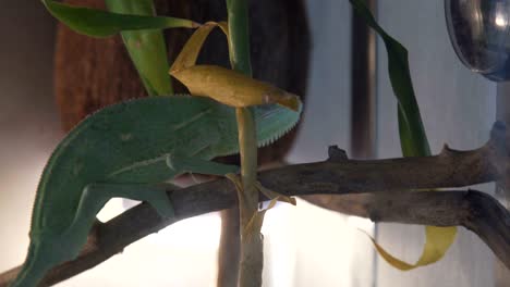 wild chameleon during hunting i the tropical forest