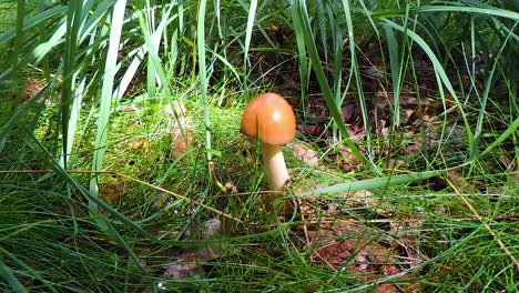 hongo amanita fulva en el bosque en verano con luz natural - tiro de muñeca