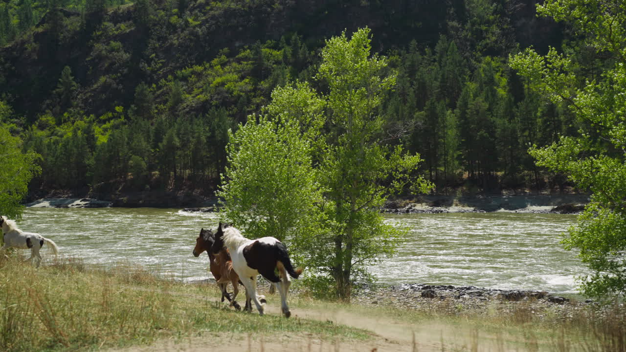 una manada de caballos con cachorros corre a lo largo de la orilla del río de la montaña