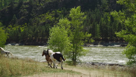 una manada de caballos con cachorros corre a lo largo de la orilla del río de la montaña